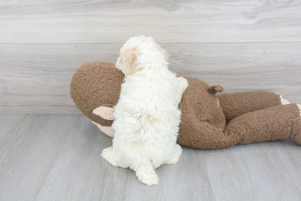 Energetic Bichpoo Poodle Mix Puppy