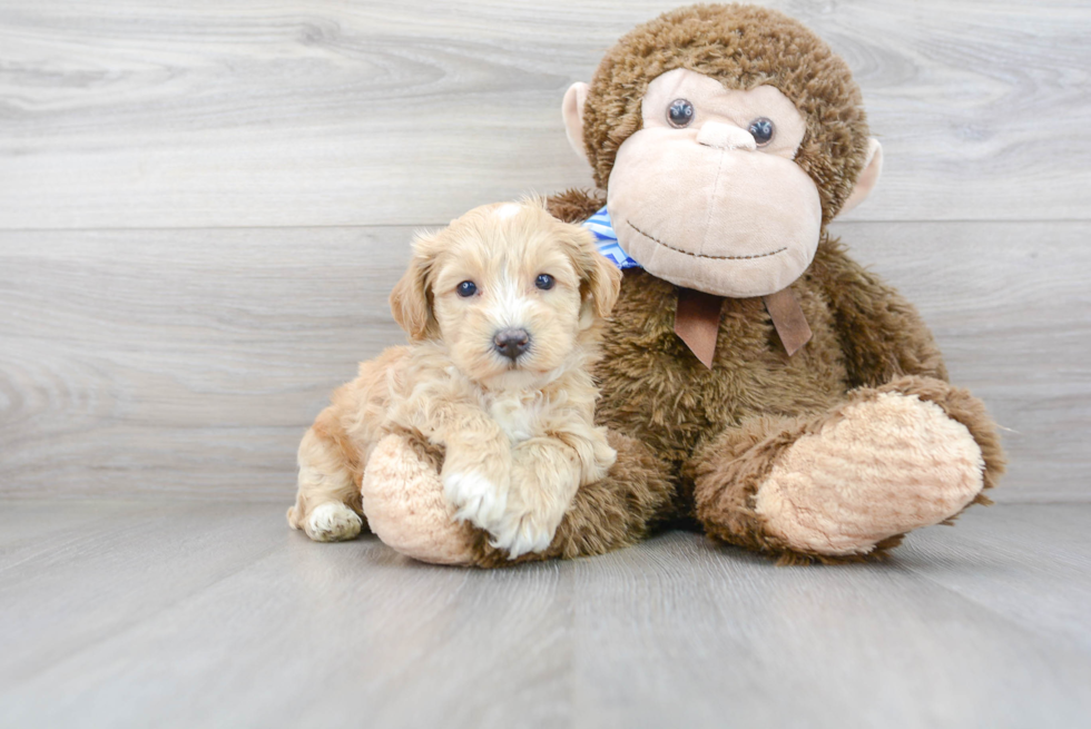 Fluffy Poochon Poodle Mix Pup