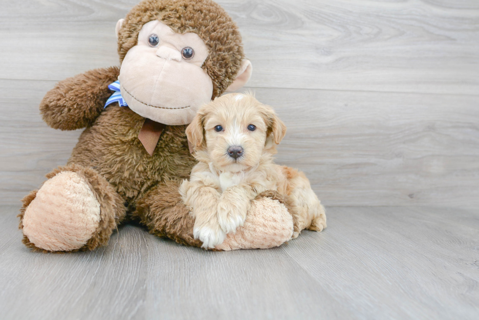 Friendly Poochon Baby