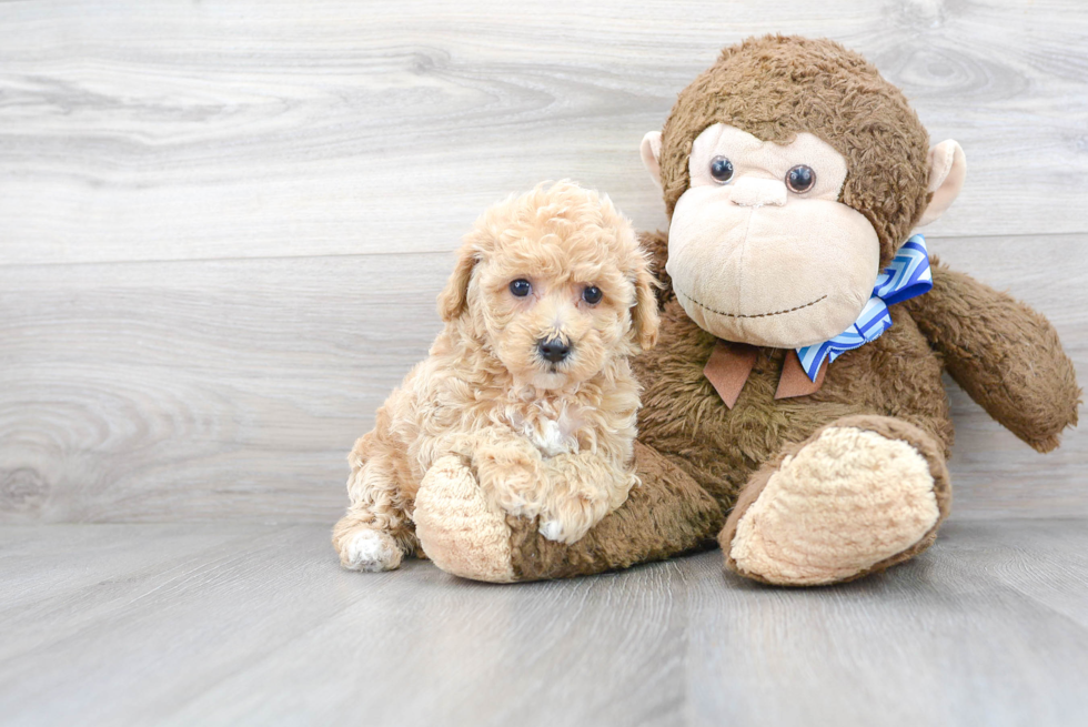 Playful Bichpoo Poodle Mix Puppy