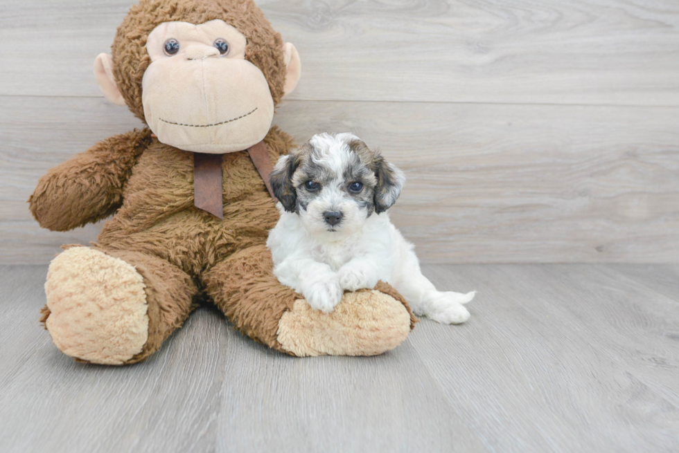 Smart Poochon Poodle Mix Pup