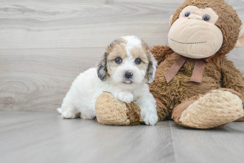 Best Poochon Baby