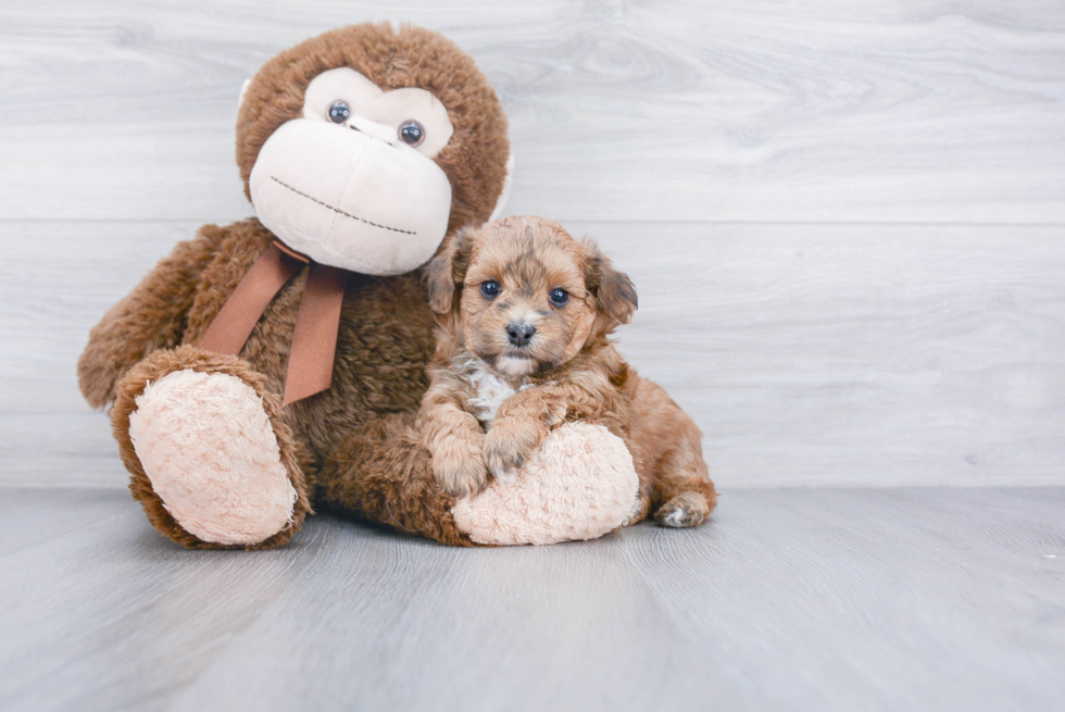 Smart Poochon Poodle Mix Pup