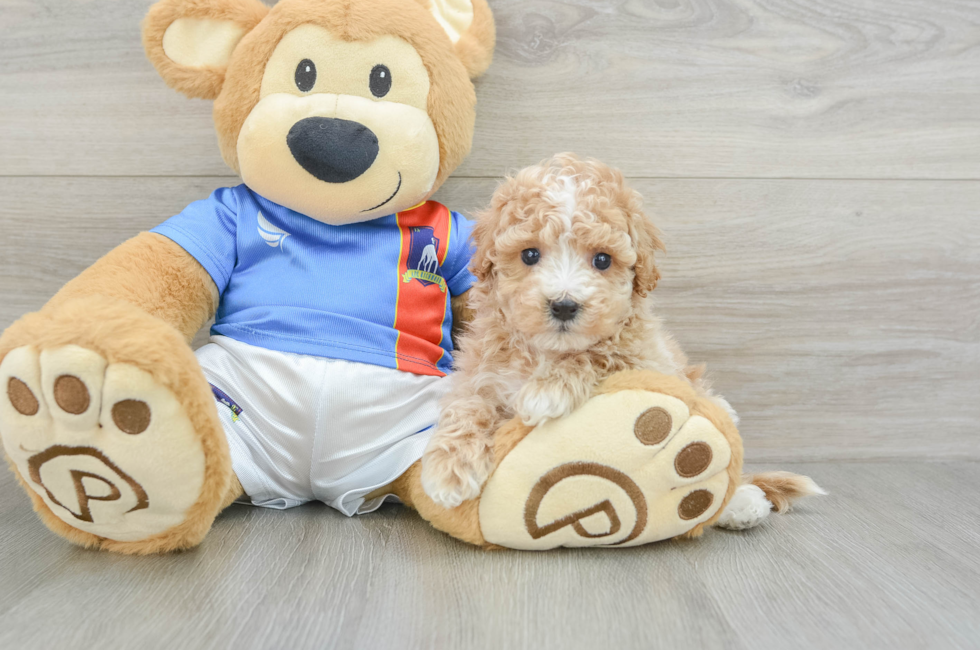 5 week old Poochon Puppy For Sale - Premier Pups