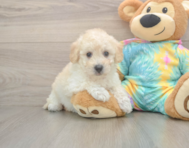 8 week old Poochon Puppy For Sale - Premier Pups