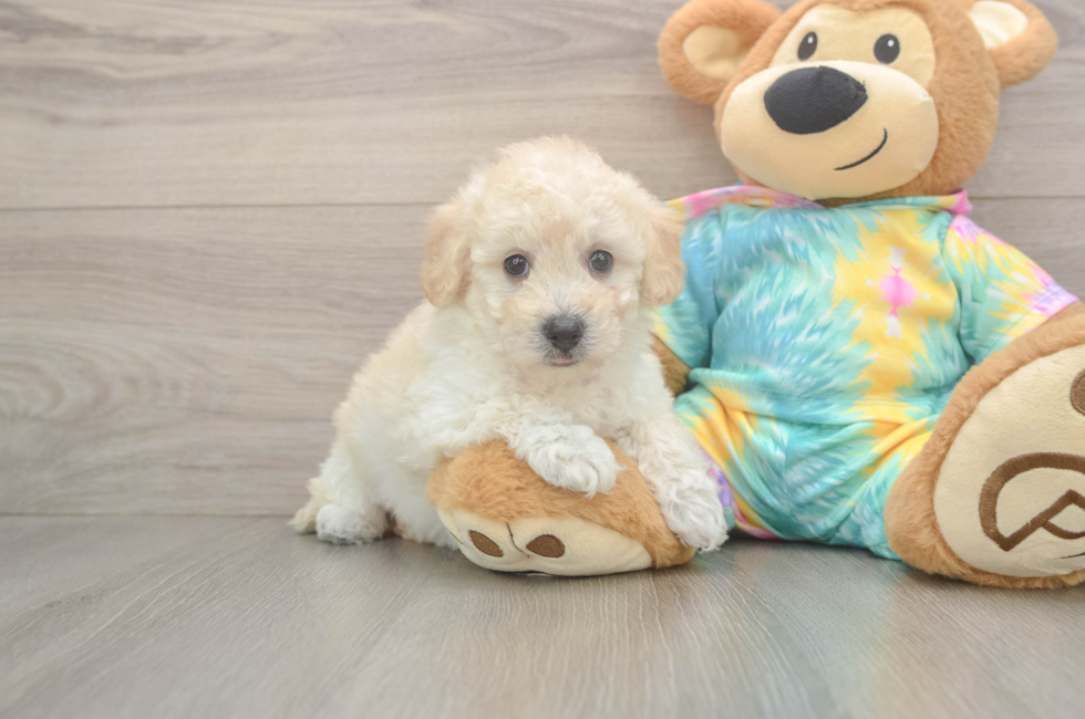 6 week old Poochon Puppy For Sale - Premier Pups