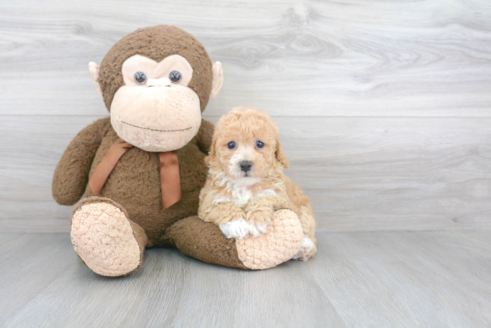 Playful Bichpoo Poodle Mix Puppy