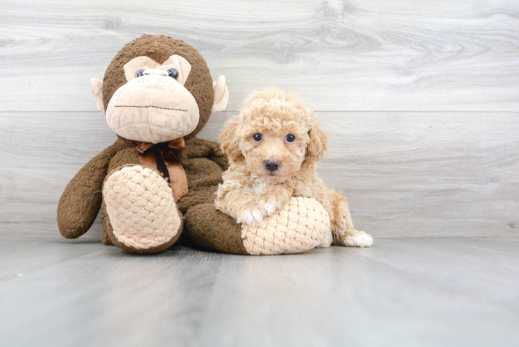 Cute Bichpoo Poodle Mix Puppy