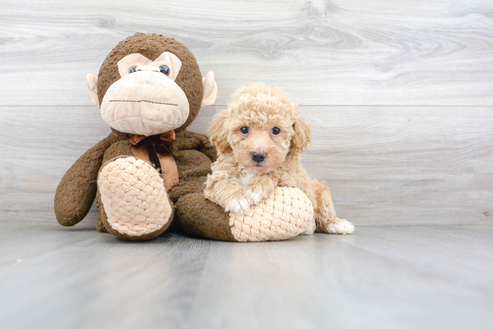 Cute Bichpoo Poodle Mix Puppy
