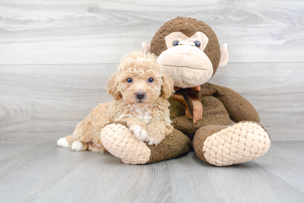Cute Bichpoo Poodle Mix Puppy