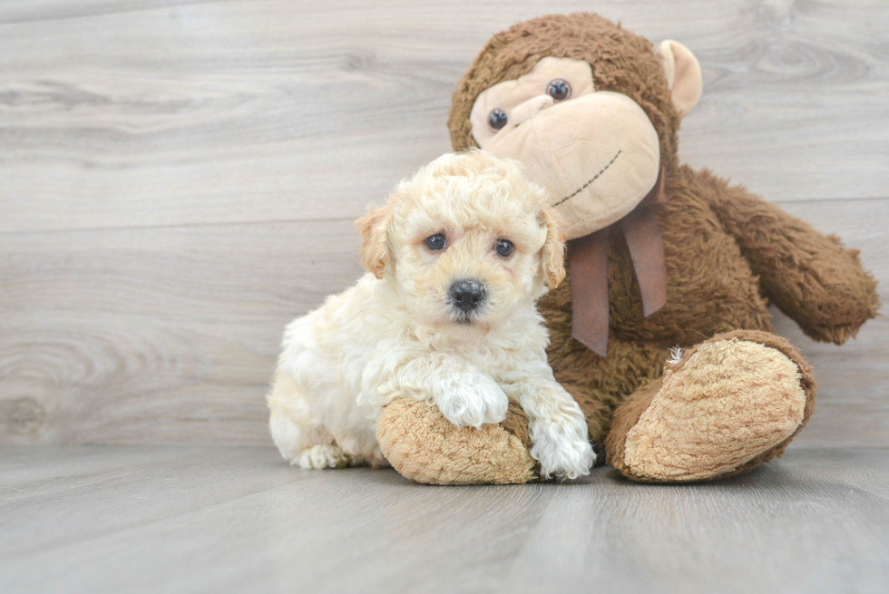 Funny Poochon Poodle Mix Pup