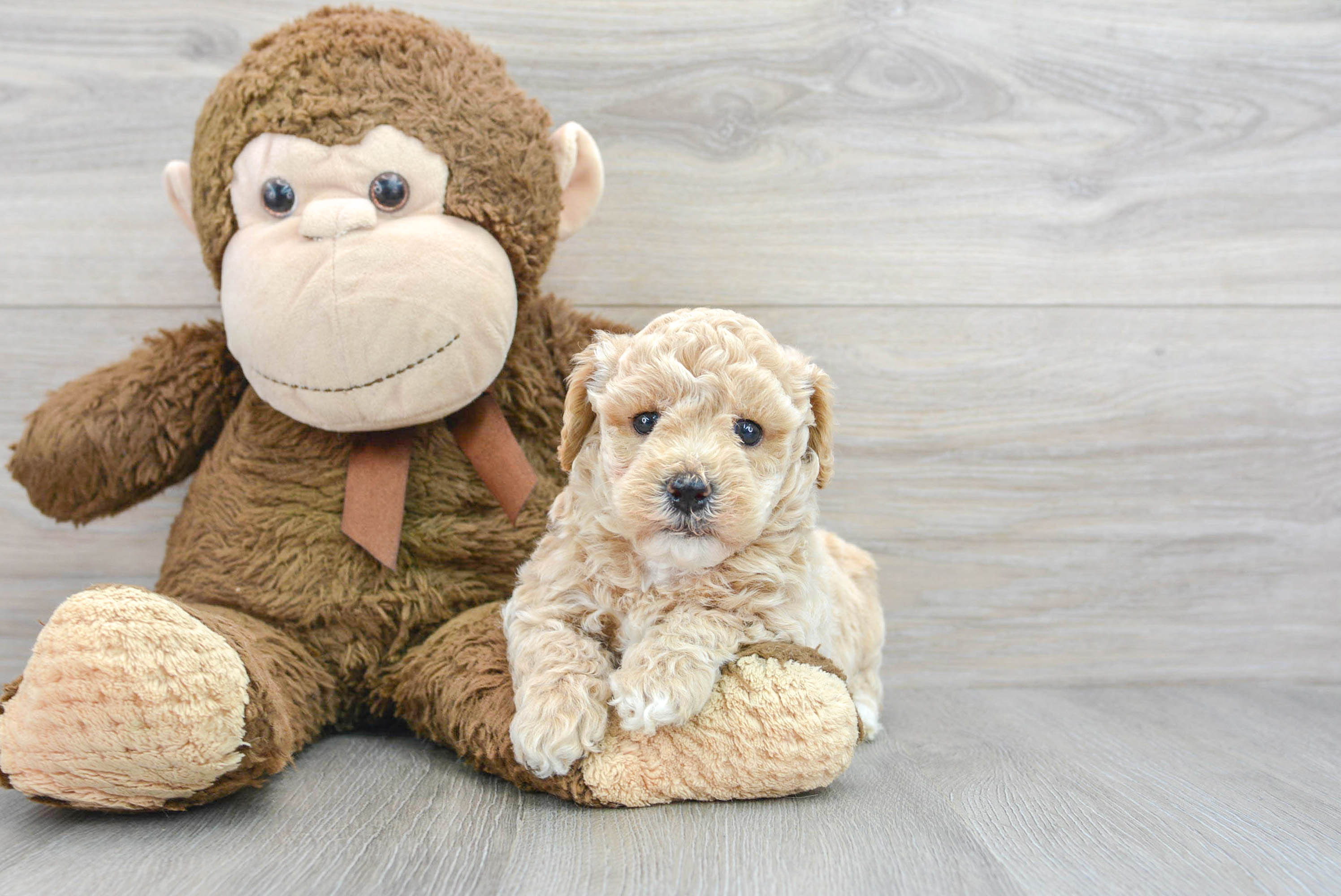 Best Poochon Baby
