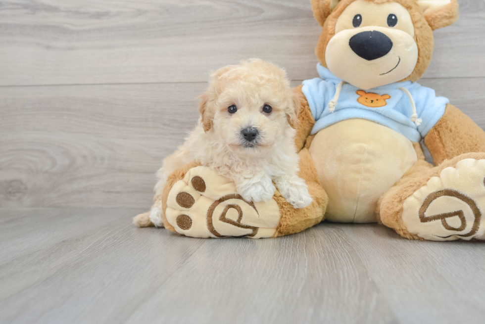 Fluffy Poochon Poodle Mix Pup