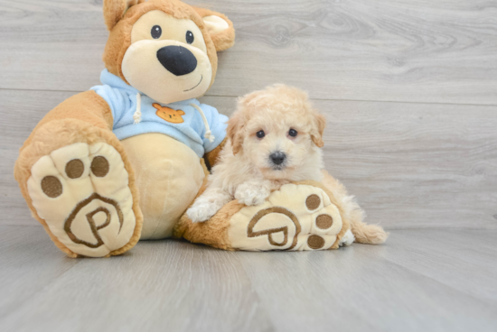 Friendly Poochon Baby