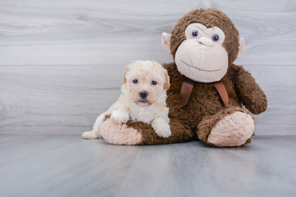 Poochon Pup Being Cute