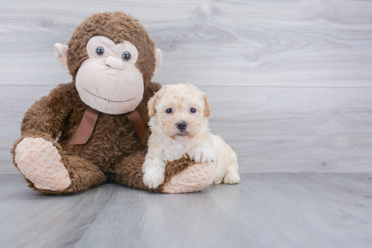 Funny Poochon Poodle Mix Pup