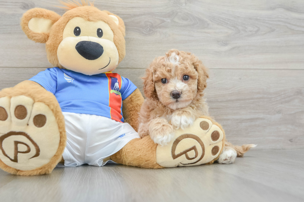 5 week old Poochon Puppy For Sale - Premier Pups