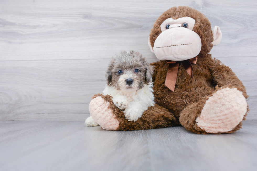 Petite Poochon Poodle Mix Pup