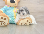 8 week old Poochon Puppy For Sale - Premier Pups