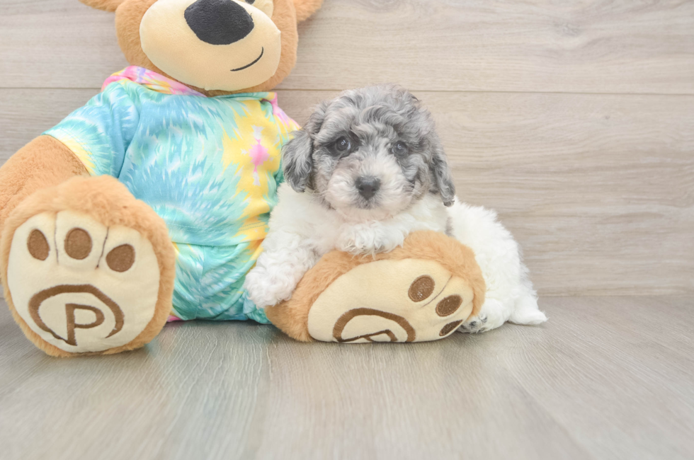 6 week old Poochon Puppy For Sale - Premier Pups