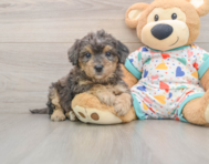 6 week old Poochon Puppy For Sale - Premier Pups