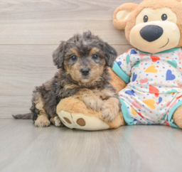 8 week old Poochon Puppy For Sale - Premier Pups
