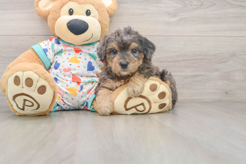 Best Poochon Baby