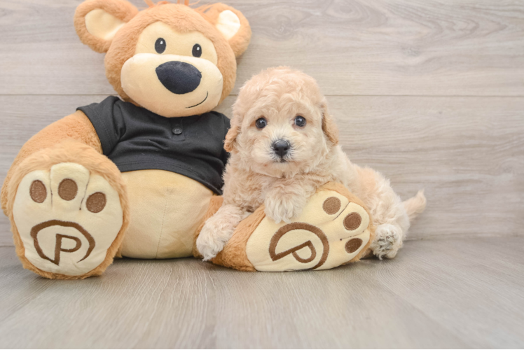 Poochon Puppy for Adoption