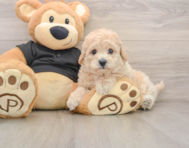 6 week old Poochon Puppy For Sale - Premier Pups