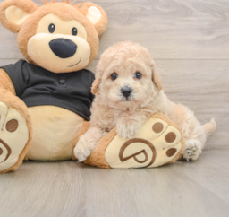 5 week old Poochon Puppy For Sale - Premier Pups