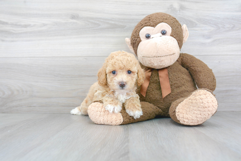 Energetic Bichpoo Poodle Mix Puppy