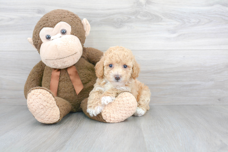 Fluffy Poochon Poodle Mix Pup