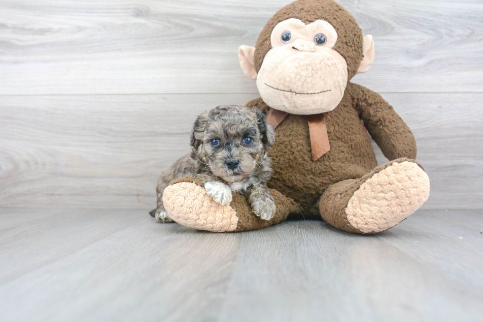 Adorable Bichpoo Poodle Mix Puppy