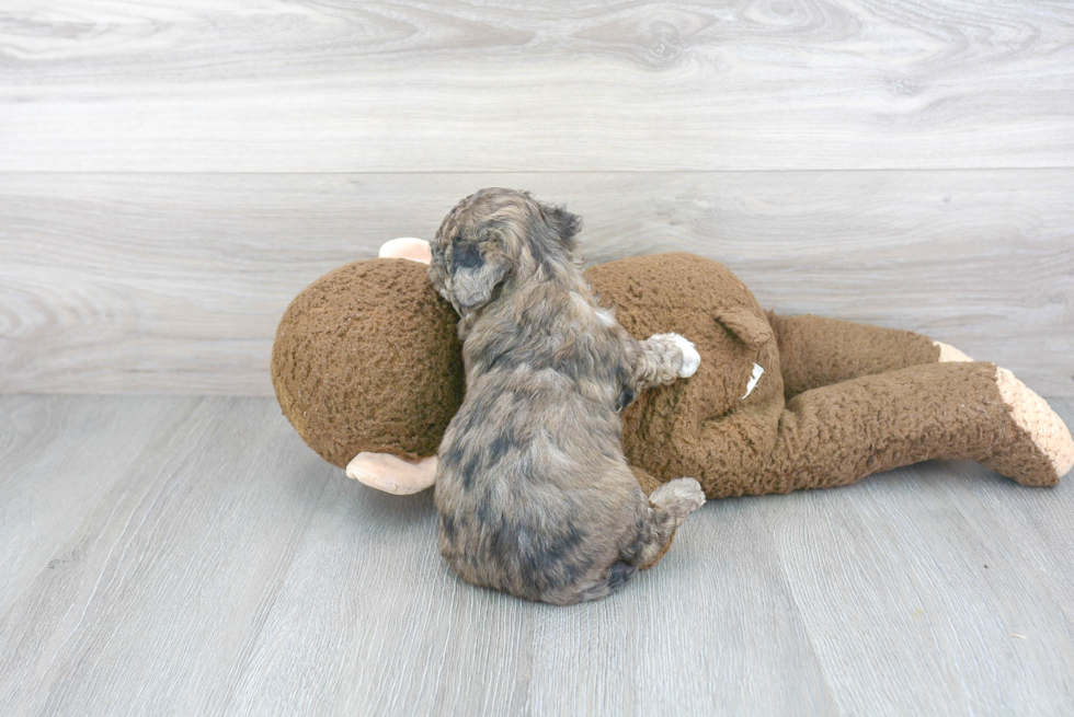 Fluffy Poochon Poodle Mix Pup