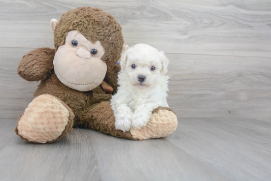 Smart Poochon Poodle Mix Pup