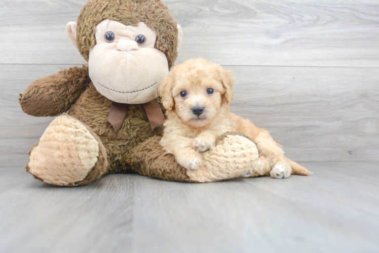 Smart Poochon Poodle Mix Pup