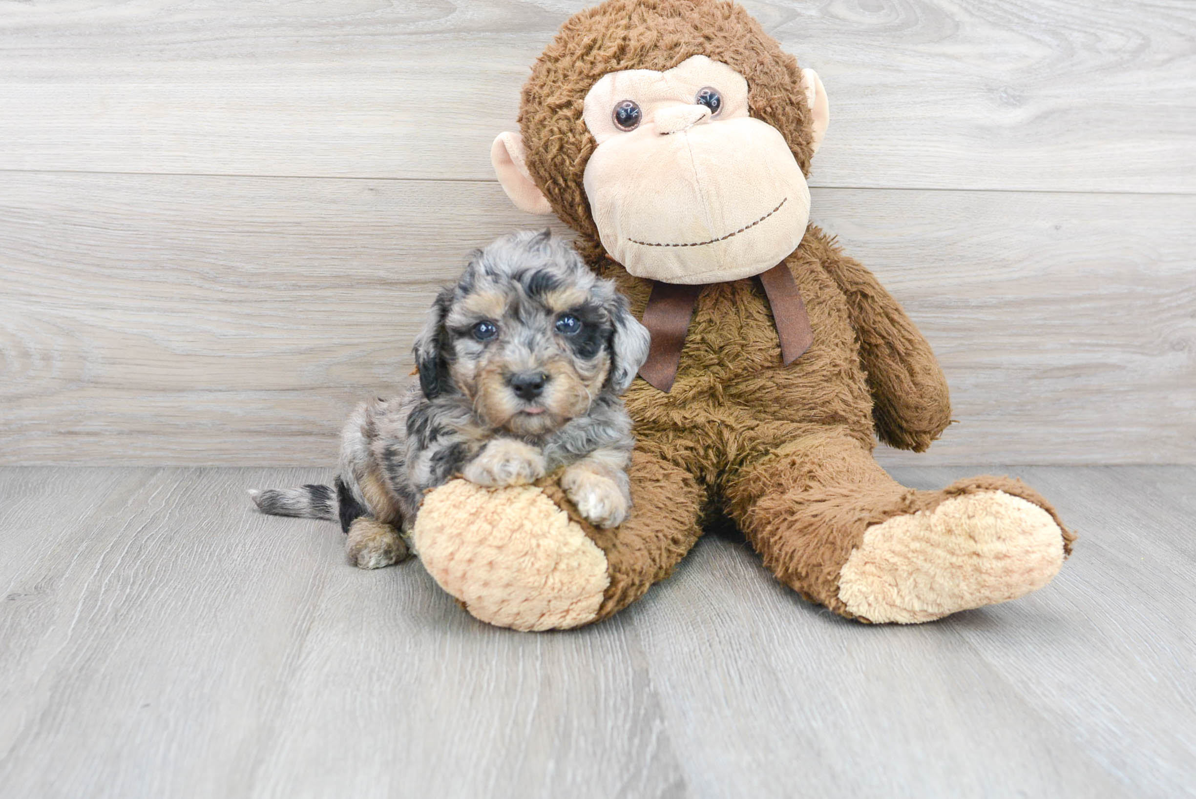 Poochon Puppy for Adoption