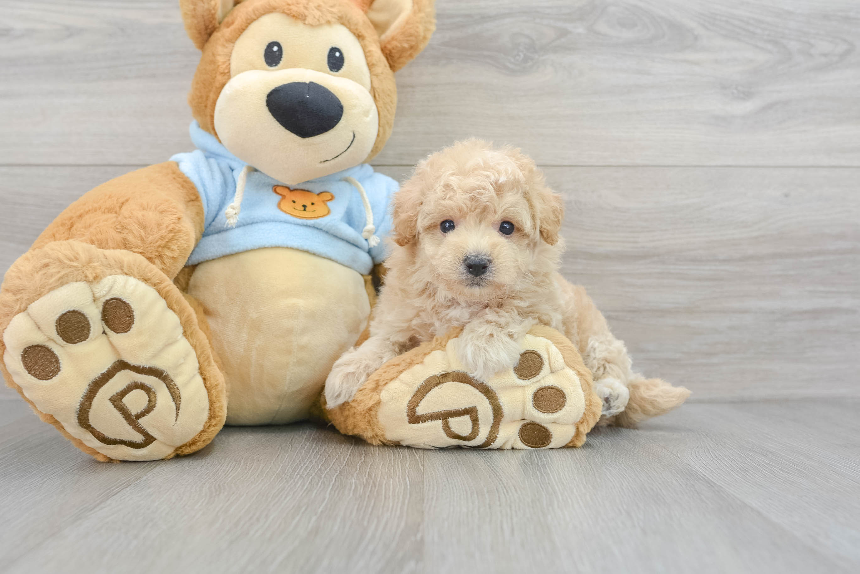 Fluffy Poochon Poodle Mix Pup
