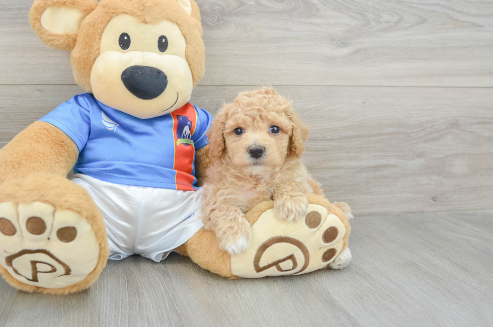 5 week old Poochon Puppy For Sale - Premier Pups