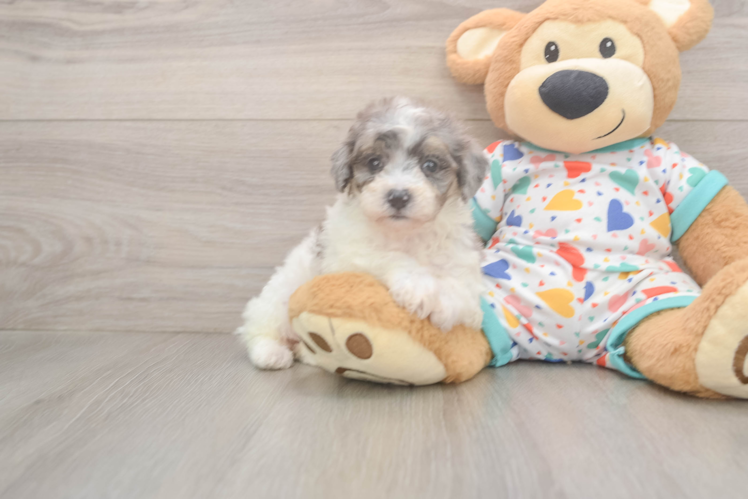 Poochon Puppy for Adoption