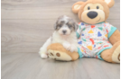 Poochon Puppy for Adoption