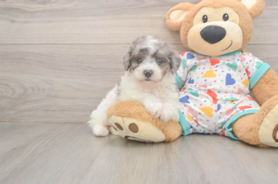 Poochon Puppy for Adoption