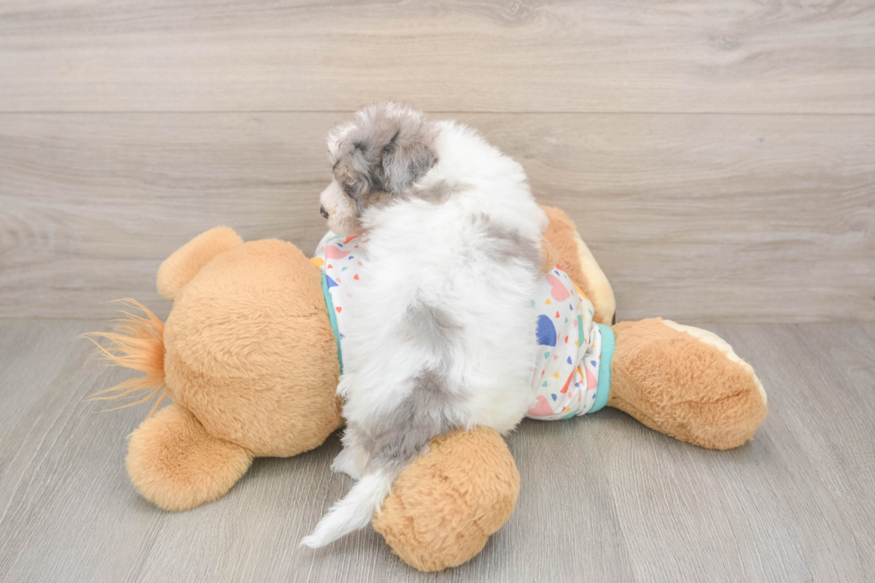 Little Bichpoo Poodle Mix Puppy