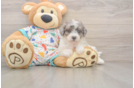 Energetic Bichpoo Poodle Mix Puppy