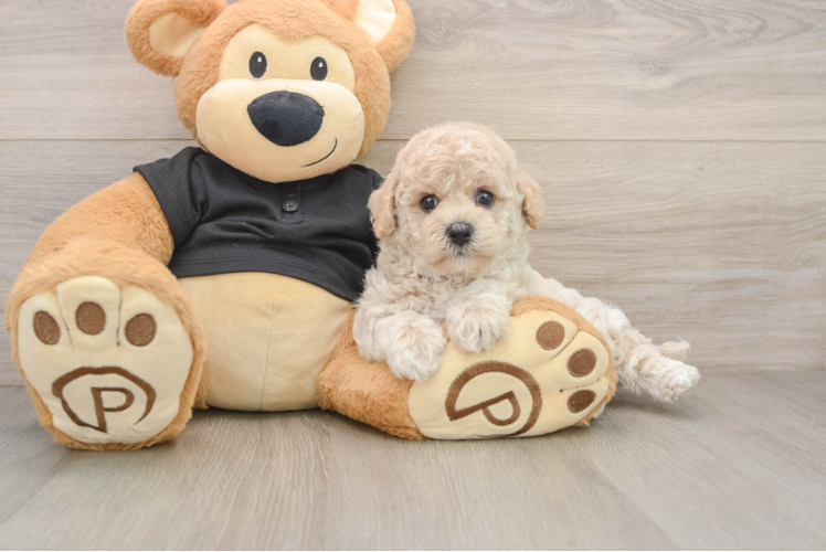 Best Poochon Baby