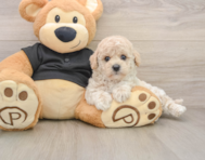 6 week old Poochon Puppy For Sale - Premier Pups