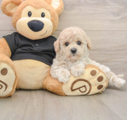 5 week old Poochon Puppy For Sale - Premier Pups