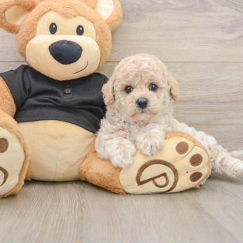 Best Poochon Baby