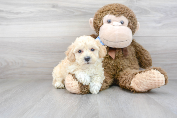 Petite Poochon Poodle Mix Pup