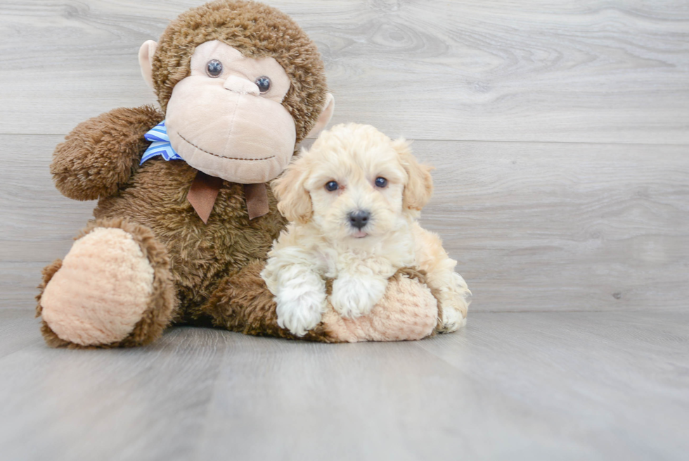 Friendly Poochon Baby